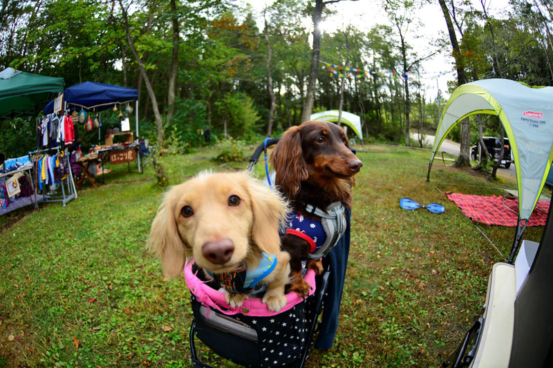 ワンちゃん同伴宿泊